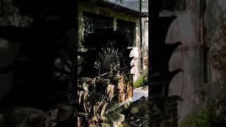 Water mill. Birdsong. ASMR #SHORTS