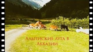 Альпийские луга в Абхазии. Путешествие в Абхазию.