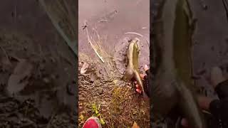 Catch and Release #largemouthbassfishing #bassfishing #shortsbeta #shorts #fishinglife #youtube