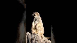 Meerkat animals