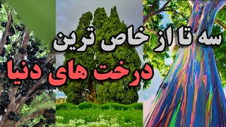 عجیب ترین درختان دنیا 🤯 | دانستنی جالب در مورد عجیب ترین درختان جهان