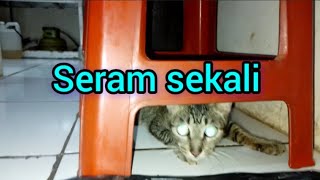 kucing lucu becandanya kok gitu