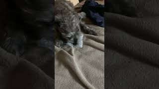 Our Puppy is Like a Little Kid- Loves Popping Bubble Wrap 🥰 #adorable #puppy #dog #maltipoo