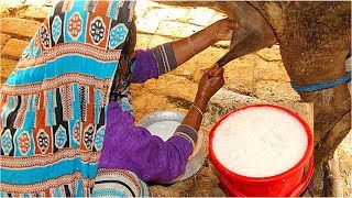 How to Milk cows by hand by a village woman / 20 Litres milk in a single cow!!!/ Natural Life