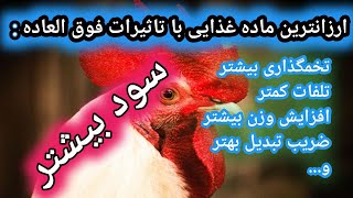 مواد غذایی ارزان ولی معجزه گر در خوراک دام و طیور