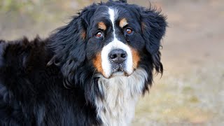 Bernese Mountain Dog Eye Health and Concerns