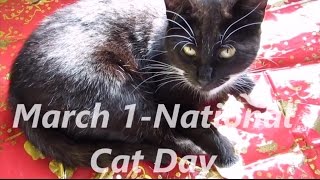 March 1 National cat day. 1 марта - Международный день кошек