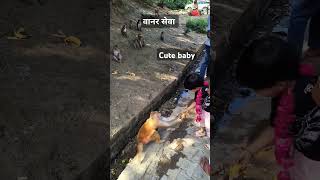 #vrindavan vanar sewa#monkey feeding #viral shorts #cute baby#krishna #radha#premanandji#papakipari