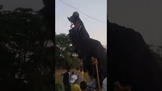 BULL DANCE IN mela