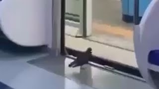 PIGEON🕊️ LIKES TO RIDE THE SUBWAY | 👍ANIMALS