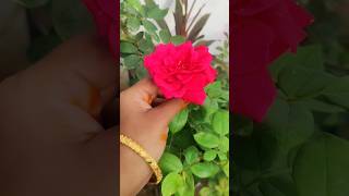 Rose flowers 🌹🌹🌹 short videos 😍#shortvideo #viral #youtubeshort