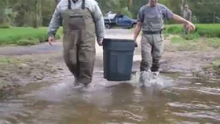 Brown Trout Club's 2018 Fall Stocking- 300 Fish!