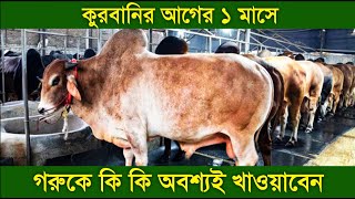 কুরবানীর হাটে নেওয়ার আগে গরুকে কি কি খাওয়াতে হবে| গরু মোটাতাজা করার খাবার| গরমে গরুর খাবার