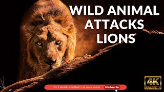 Wild animal attacks | National Geographic | Documentaries -Lions .2021 |Wildlife | Wild animals.