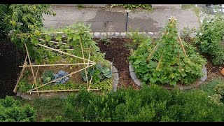 Add a 3rd Dimension with a Garden Trellis! – Karl’s Food Forest Garden - S001E041