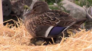 Baby Mallard Ducks 2016: Adorable Ducklings’ First Garden Adventure!”