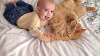 Cats Meeting Babies for the FIRST Time NEW Compilation 2020