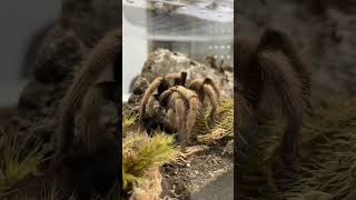 HUNGRY 🕷️ #shorts #short #viral #tarantula #trending #trend #ytshorts #pet #pets #fyp #wildlife