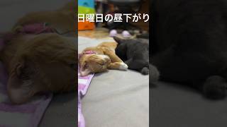 日曜日の昼下がり。猫のいる生活 #猫 #猫のいる暮らし