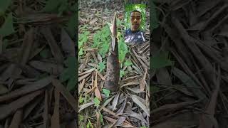 ដើរកាច់ទំពាំងក្បែរផ្ទះ                  #shortvideo #viral #video #korea #subscribe #cambodia #usa