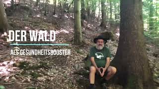 Der Wald als Gesundheitsbooster