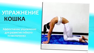 Упражнение Кошка. Развиваем гибкий позвоночник.