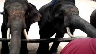 Feeding the Elephants at the Maesa Elephant Camp 2