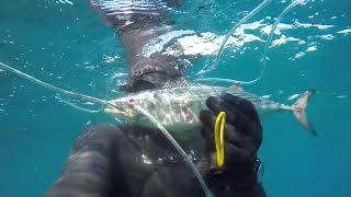 Spearfishing pelamita and cefali. 09.11.2018.