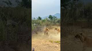 Lion teaches hyena a lesson wildlife close up Animal highlights #shorts #lion #wildlife #animals