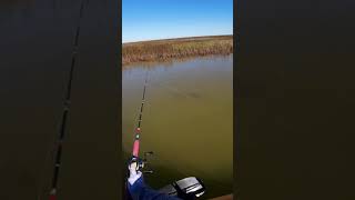 This redfish didn’t want to be in my video 🥲🥲 #redfish #kayakfishing