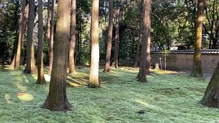 Toshodai-ji Temple: Quiet moss garden