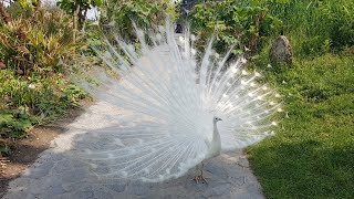 observation de paon belge à Pairi Daiza / جمال الطاووس سبحان الخالق