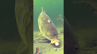 Unbelievable Lucky Escape! 🐟 Watch This Fish’s Near Miss | Must-Watch #Fishing Moment #shorts