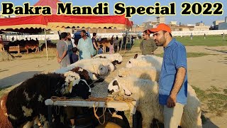 most beautiful bakra in bakra mandi vlog | bakra mandi ke khusorat janwar