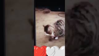 #cat#cats#kot#kotki#kotek#craze#shortsyoutube #shortsvideo #sweet#shorts