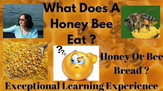 What Does A Honey Bee Eat?/Bee Bread [The bee in the video was not harmed and was freed]