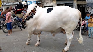 Heavy Weight & Beautiful Bull SNOWBELL From UDF Cattle Farm