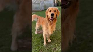 Look into my eyes and give me a like #Goldenretriever #Dog #CuteDog #Goldie #SweetPaw #Shorts