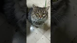 Mario the cute cat of all time😹 #shortsvideo #shorts #pet #short