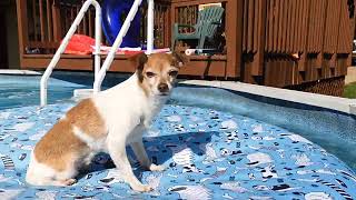 "Jo- Jo"- Cute Pool Dog Raft, Labor Day Weekend--SMILE