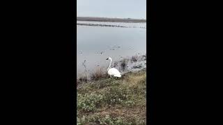 Tundra Swan Release