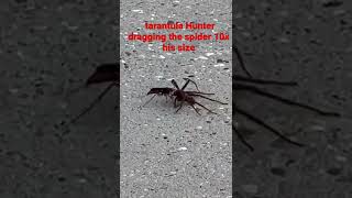 Tarantula Hunter Wasp dragging a spider