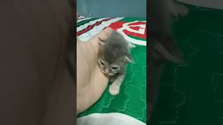 Anak kucing comel