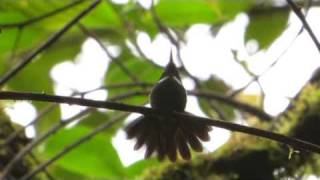 Birds of Ecuador Birding Adventures TV Tropical Birding