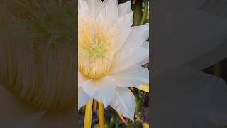 dragon fruit flower 🌼#farmer