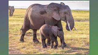 Amboseli National Park, Two Game Drives, February 18, 2019