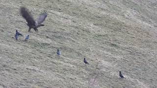 Steinadler mit seinen Freunden - Steinadler and Friends (Natur: Nr. 29)