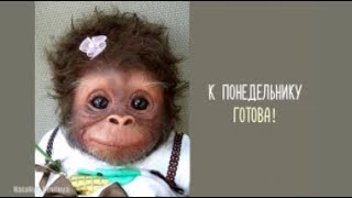 ☕️☕️☕️С Добрым Утром!☕️☕️☕️ К Понедельнику ГОТОВЫ???