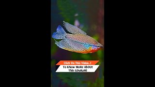 Pearl Gourami - A Perfect Aquarium Fish