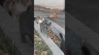 Коты всех цветов радуги